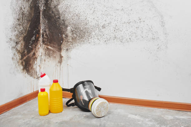 Best Home Mold Removal  in Sayre, PA
