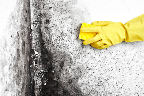 Attic Mold Removal in Sayre, PA