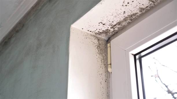 Best Mold Cleaning Services  in Sayre, PA