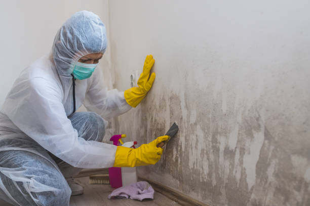Best Mold Removal Specialists  in Sayre, PA