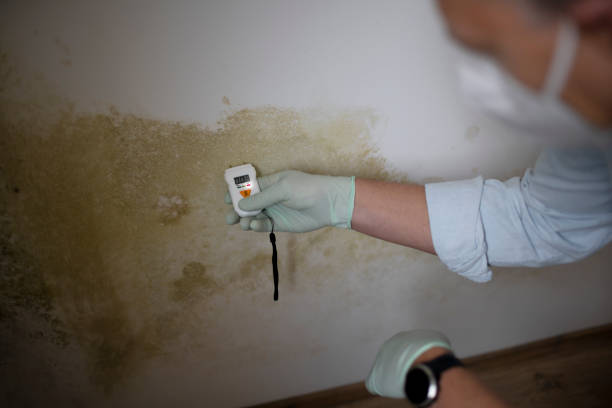 Best Crawl Space Mold Removal  in Sayre, PA