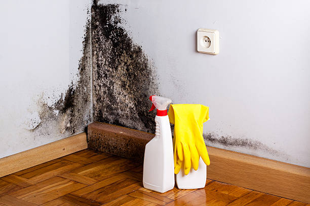 Best Fast Mold Removal  in Sayre, PA
